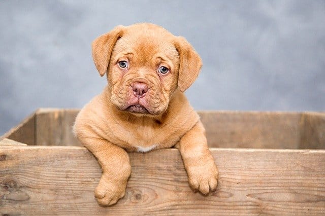 In the UK, there are a number of laws relating to the breeding, sale and keeping of dogs